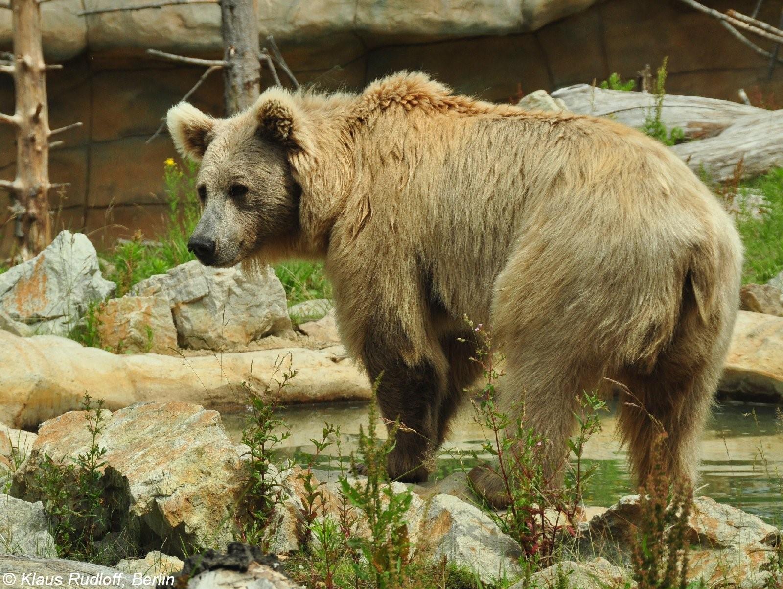 Ч бурый медведь. Тянь-Шань ский бурый медведь. Тянь шаньский медведь. Бурый Тяньшаньский медведь. Тянь-шаньский бурый медведь в Казахстане.