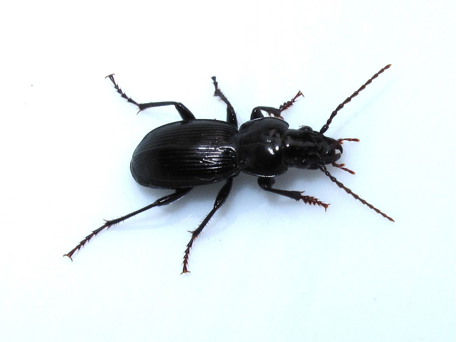 Большие черные жуки в квартире фото