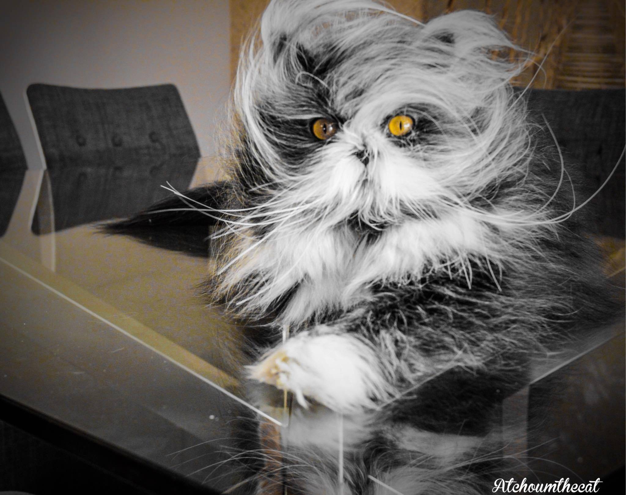 Необыкновенный кот. Атчум персидский. Канадский кот Атчум порода. Кот Фрэнк и Луи. Персидская кошка Атчум.
