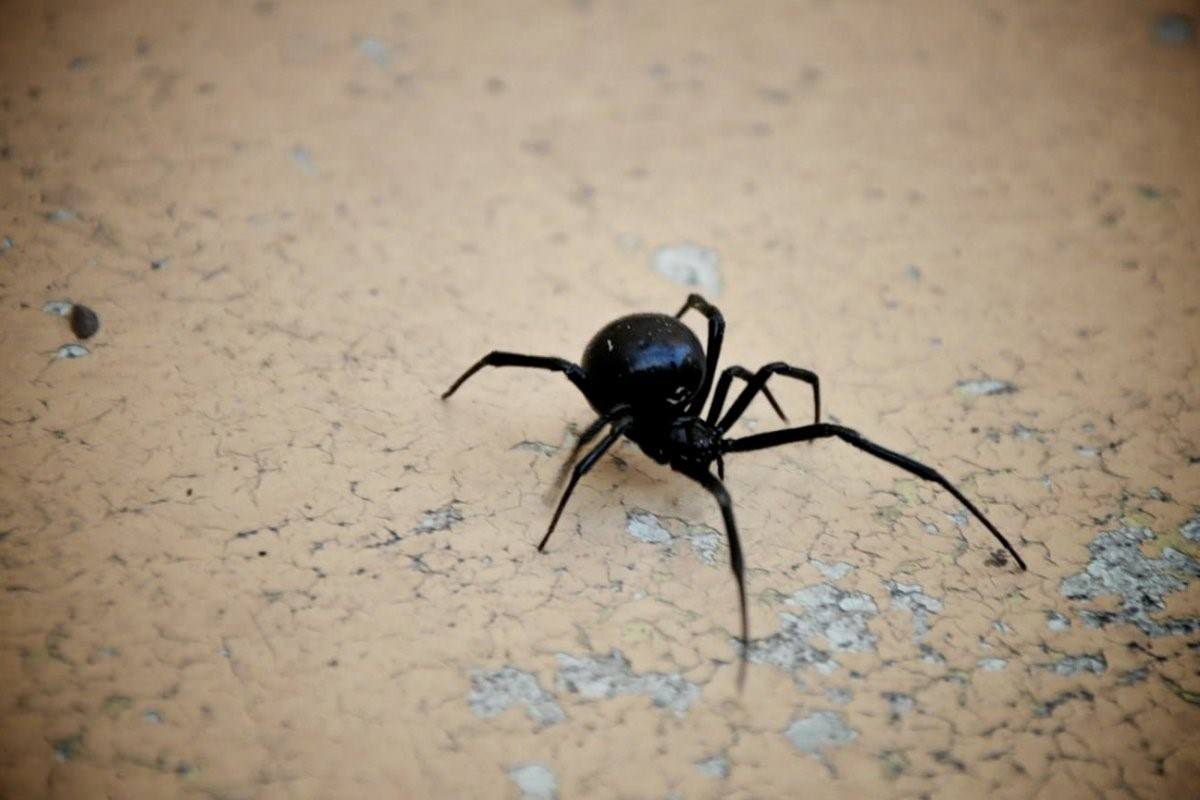 Черный паук в квартире фото