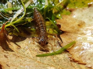 Гигантский водяной клоп укусы