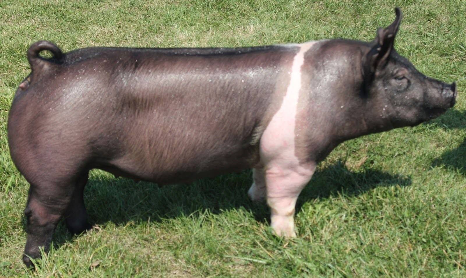 Беркширская порода свиней характеристика фото