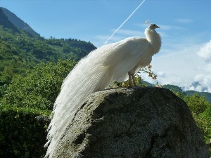 Птицы абхазии