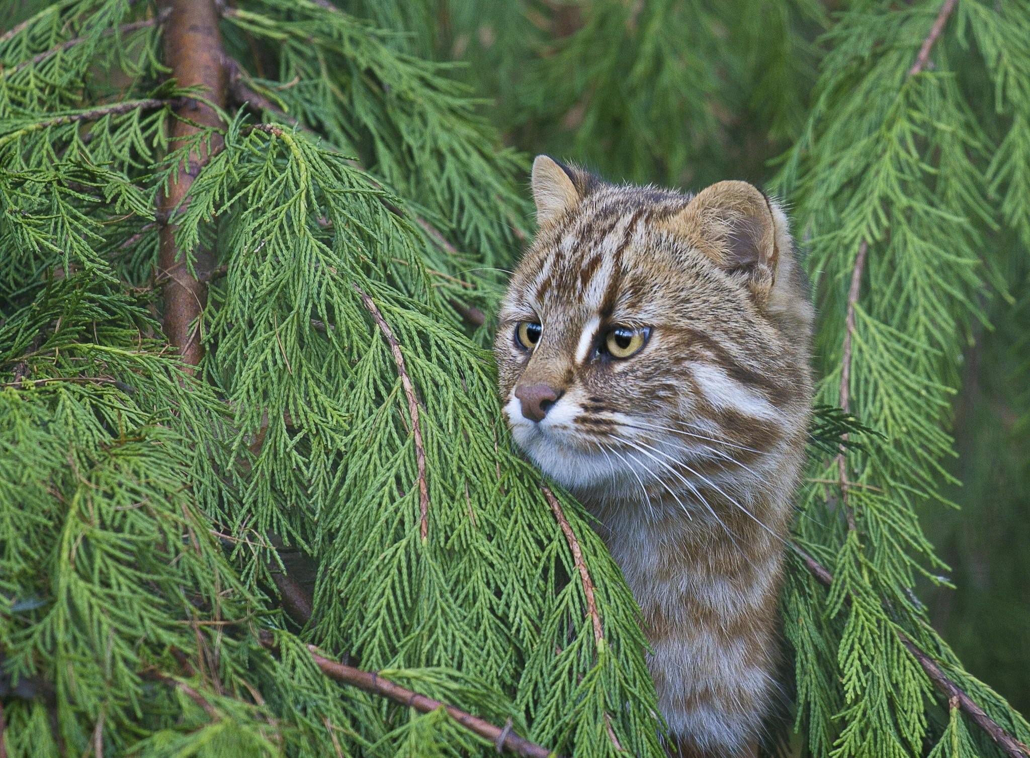 Уссурийский кот фото