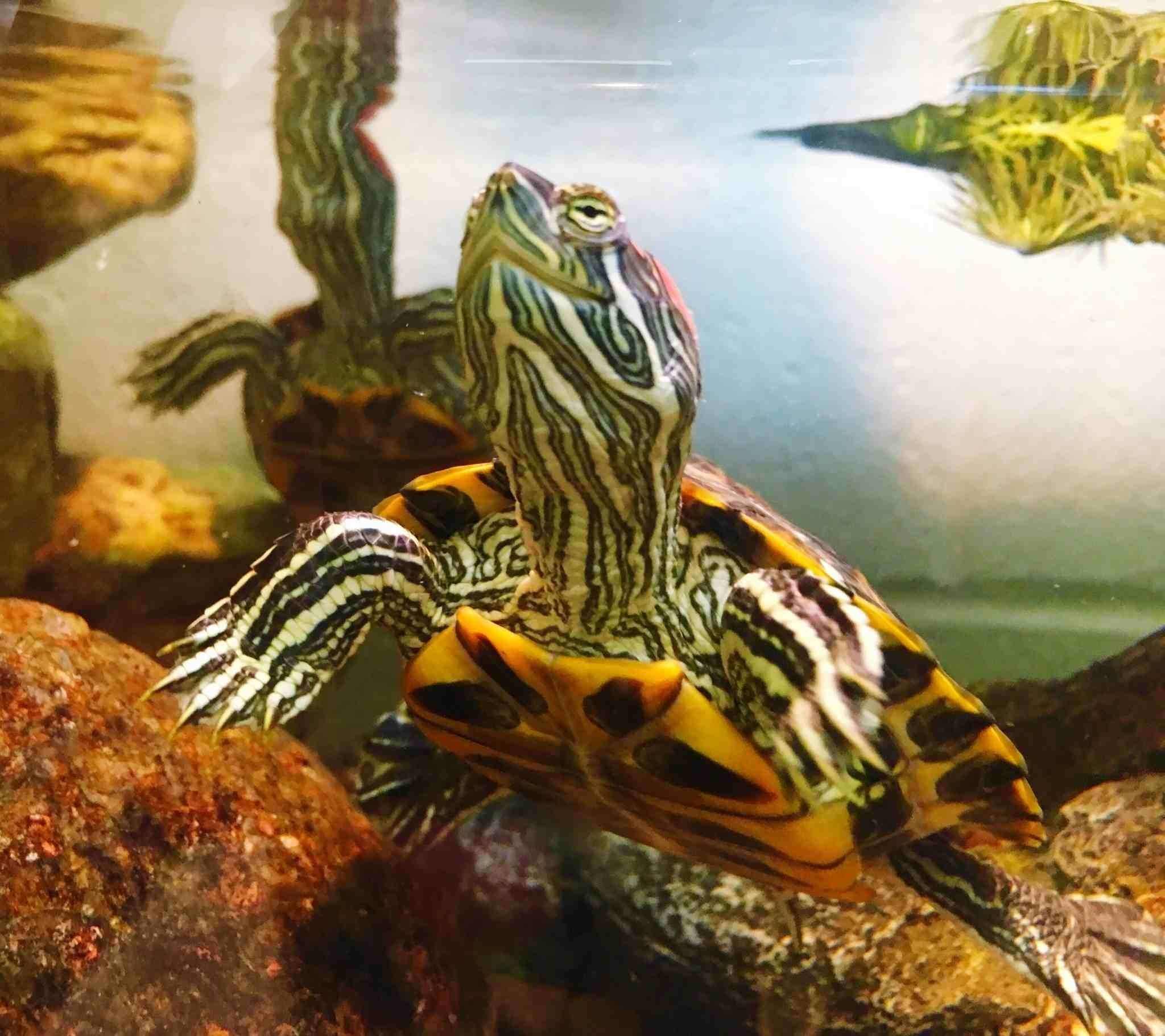 Черепаха в аквариуме уход. Красноухая черепаха. Аквариумная черепаха красноухая. Морская черепаха красноухая. Черепаха водная красноухая.