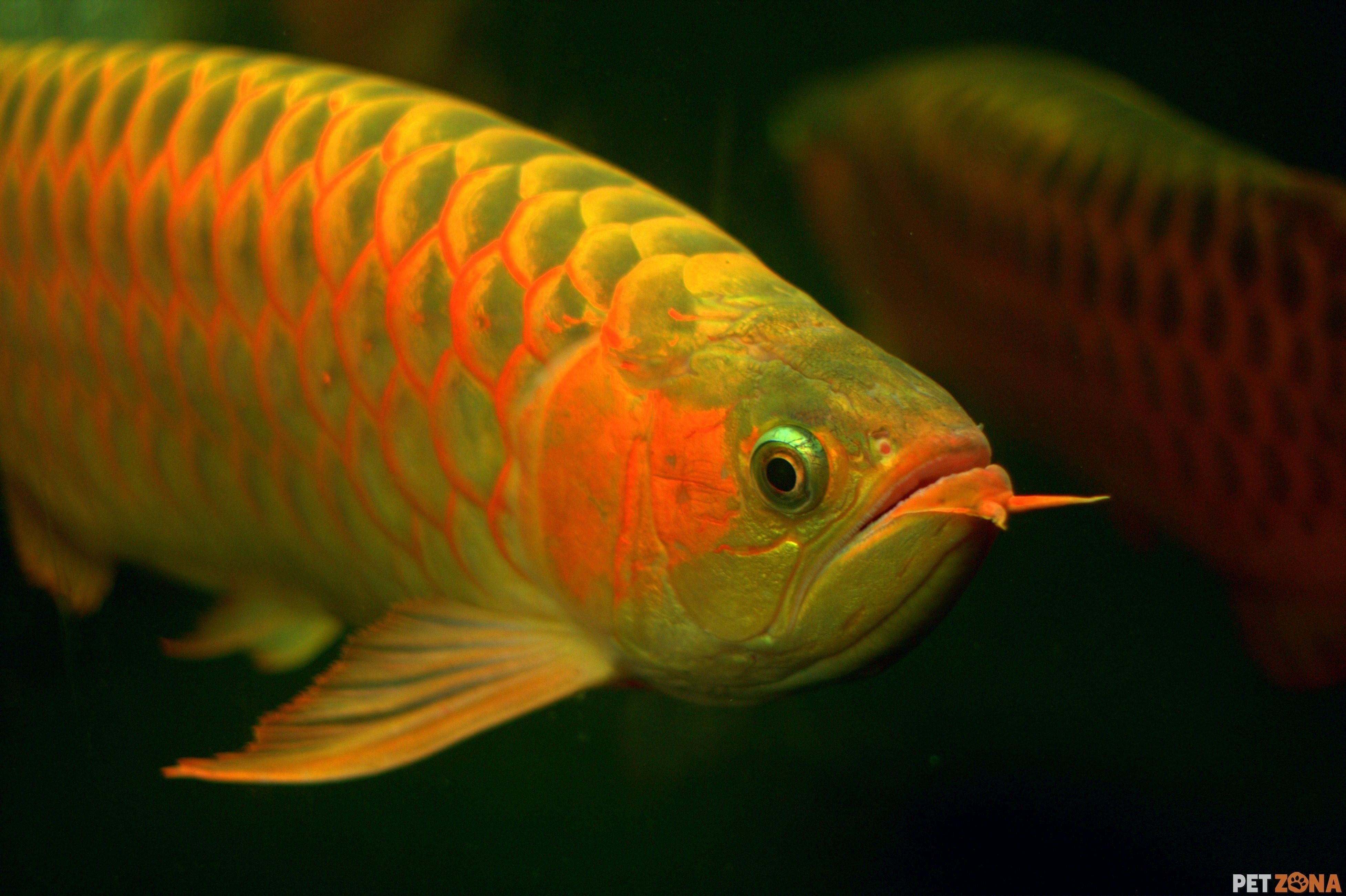 Какая дорогая рыба красная. Аквариумная рыбка Арована. Рыба дракон Арована. Красная азиатская Арована рыба. Аравана рыба аквариумная.