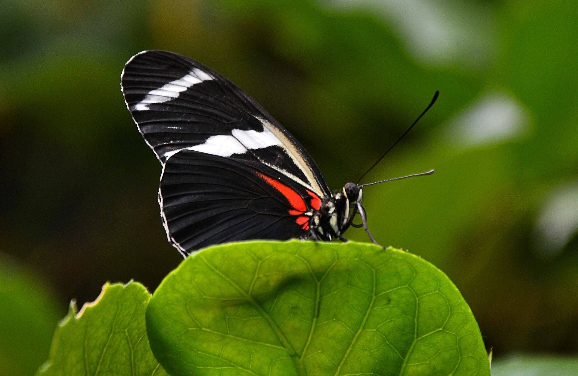 Бабочка черная купить. Черный Кардинал бабочка. Бабочка белая. Бабочка черно белая. Черная бабочка фото.