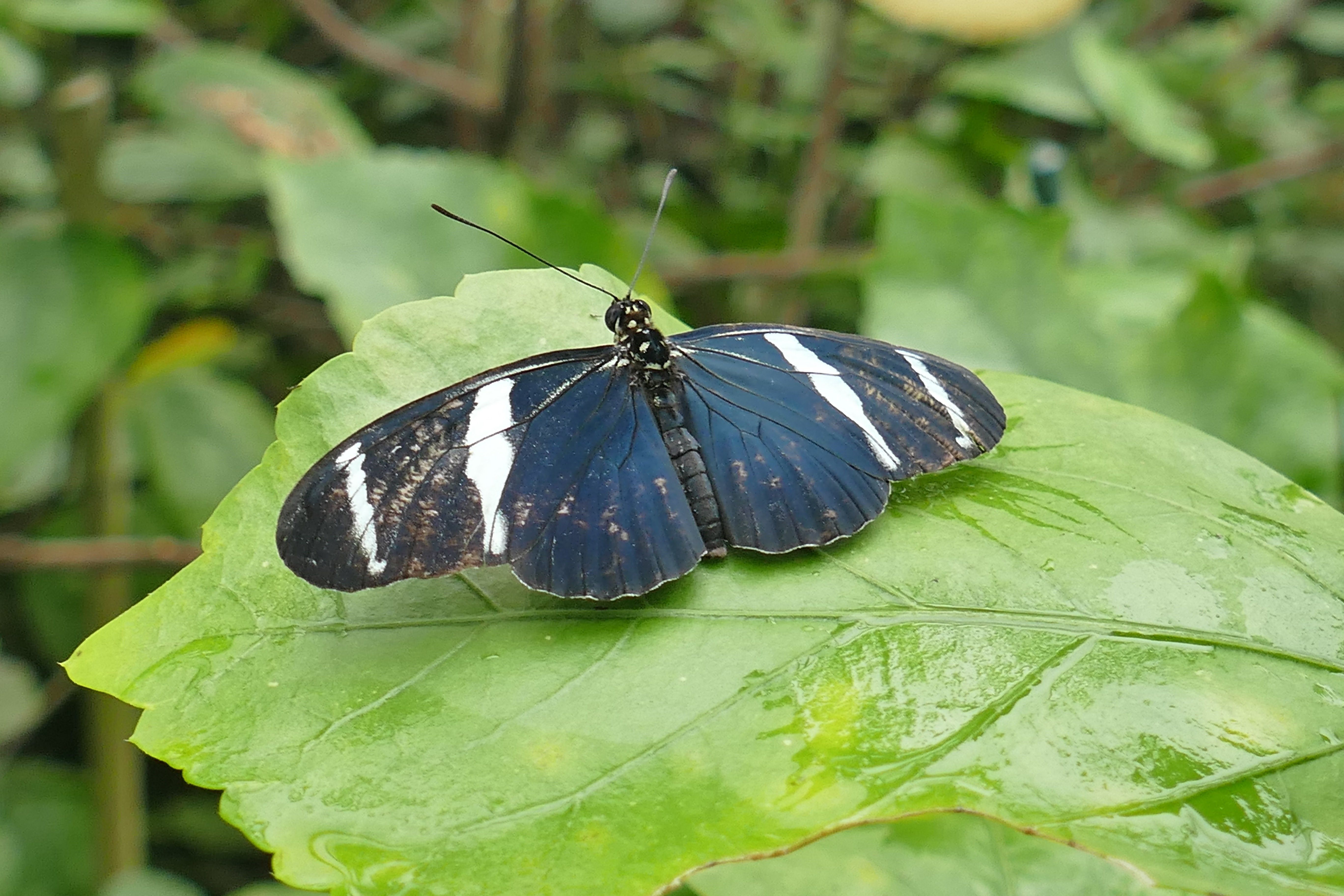 Черная с белыми пятнами бабочка фото