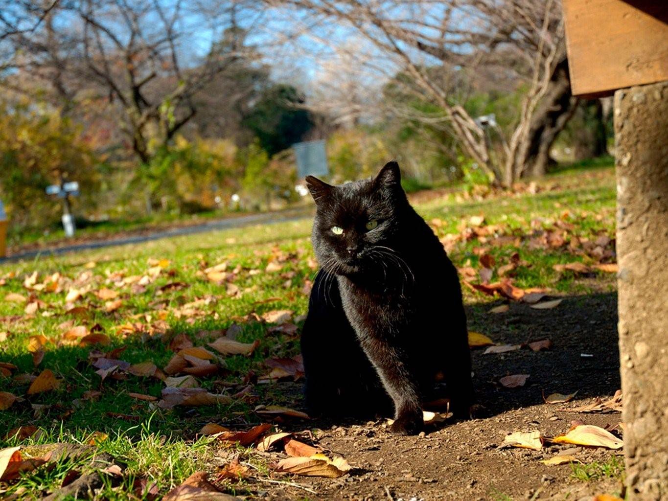 Cat gallery. Черный кот на улице. Черная кошка на улице. Красивая кошка на улице. Красивый черный кот на улице.