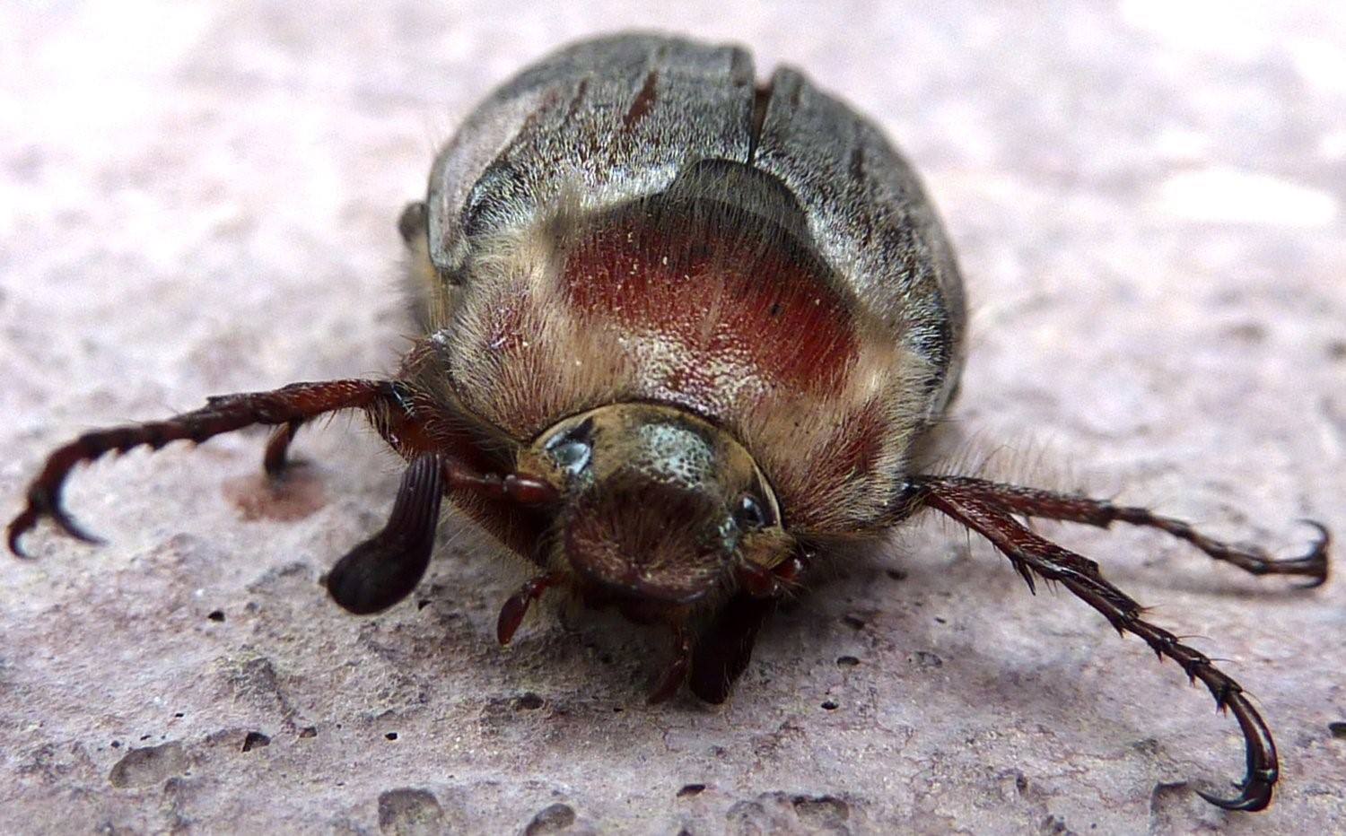 Майский жук отличие самца от самки фото