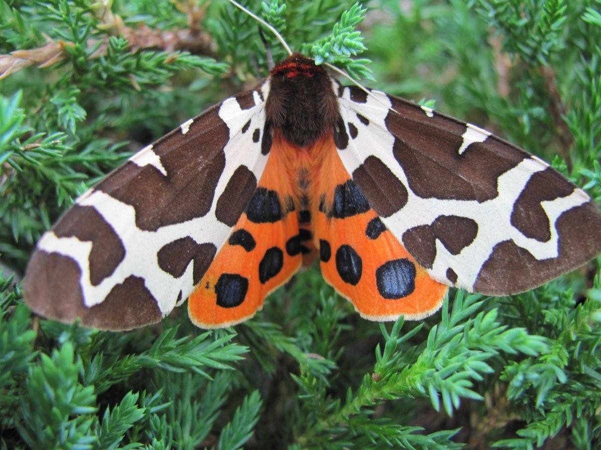 Самая редкая бабочка в россии фото и описание
