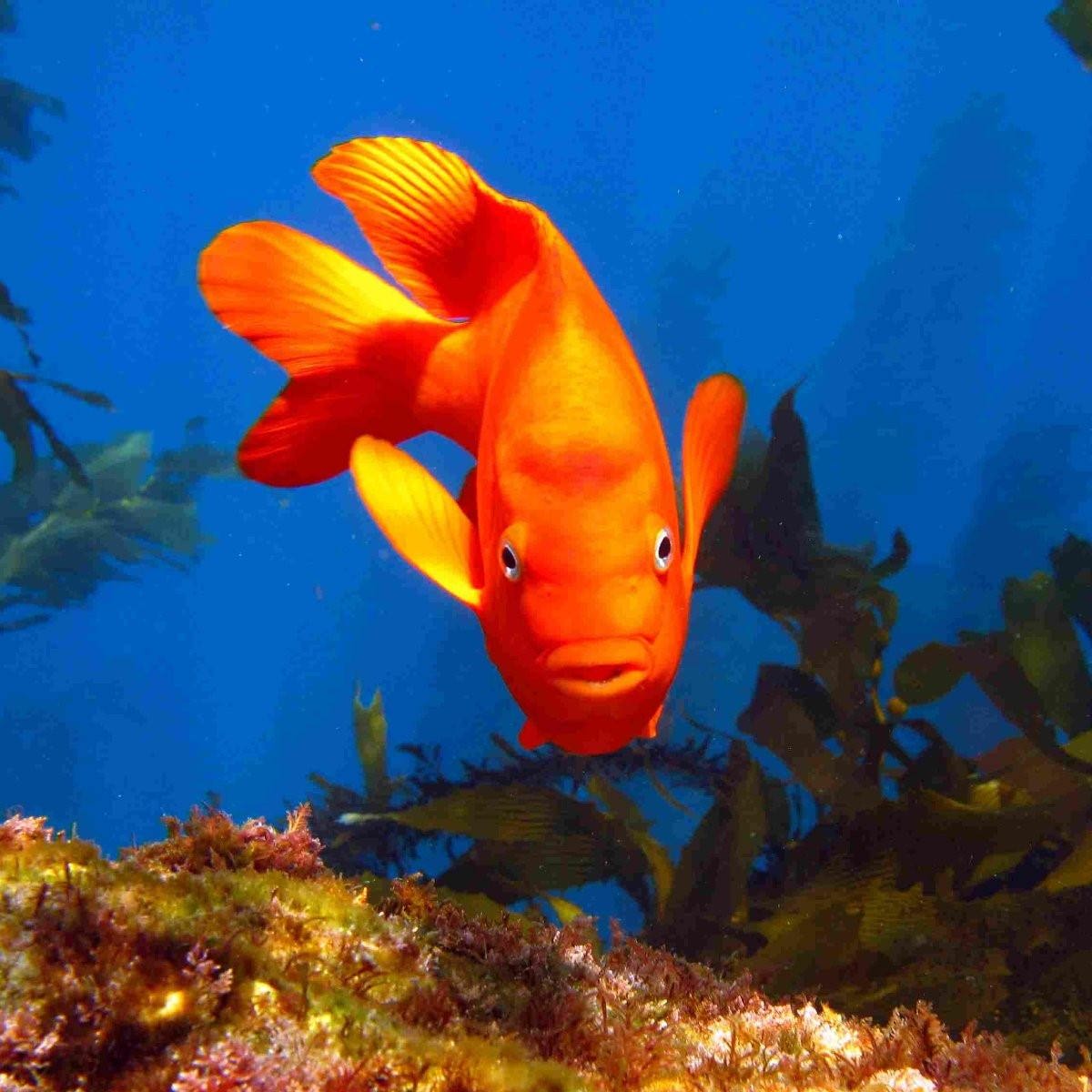 Оранжевая аквариумная рыбка. Оранжевая рыбка. Оранжевые рыбки аквариумные. Красивая оранжевая рыбка. Оранжевая морская рыба.