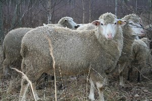 Бараны мясной породы самые большие