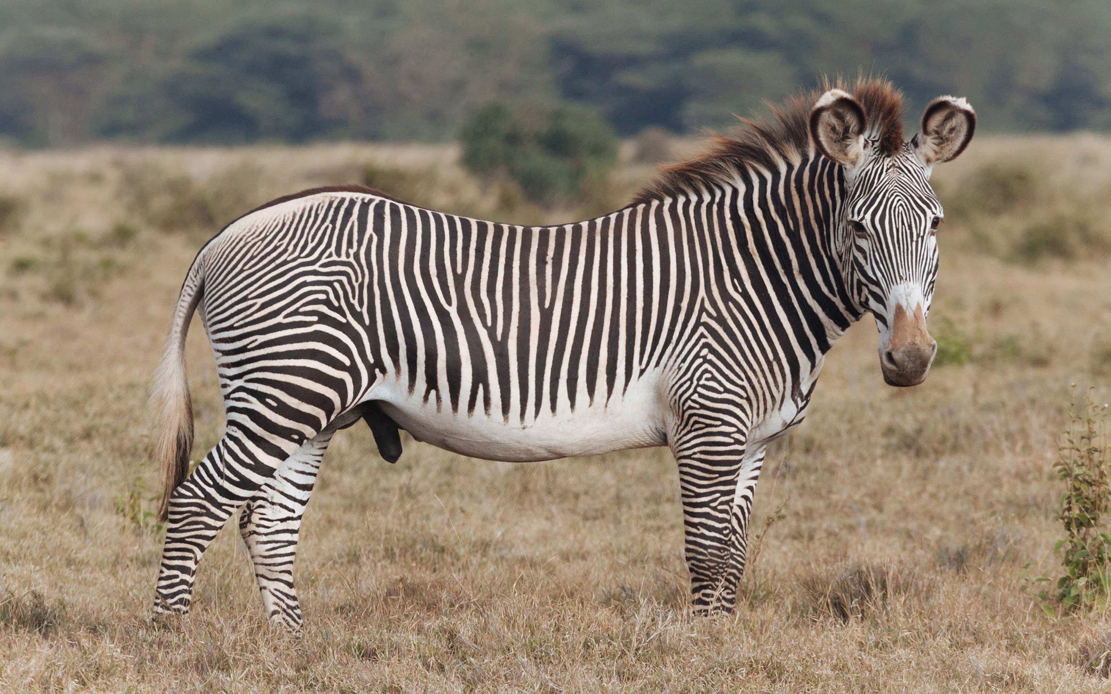 Зебра квагга. Хагерманская Зебра. Фот Зебра Кваргга. Equus quagga quagga.