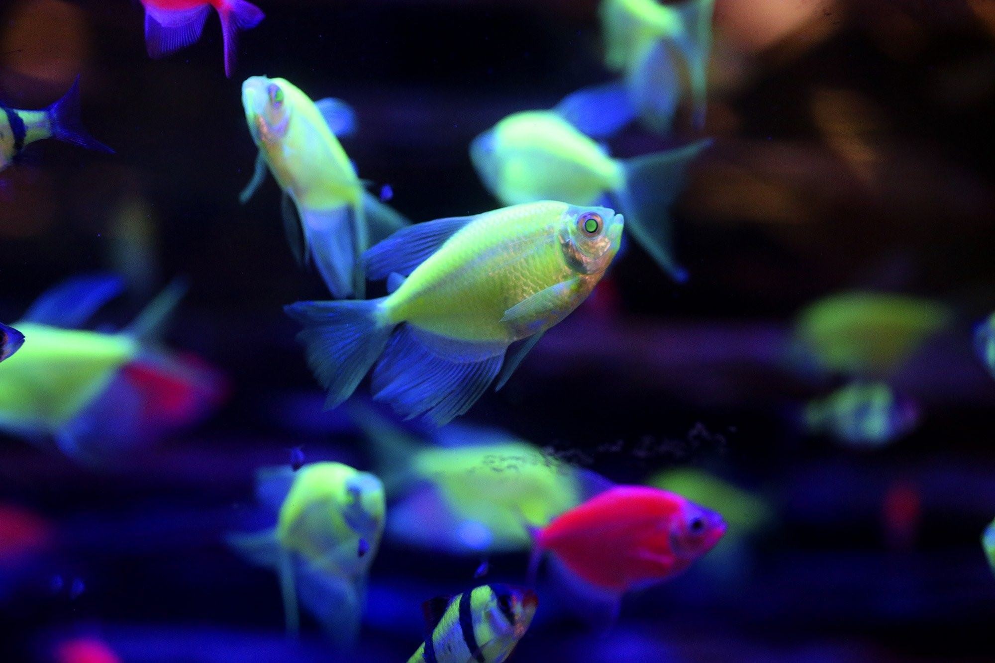 Разноцветные рыбки для аквариума фото и название