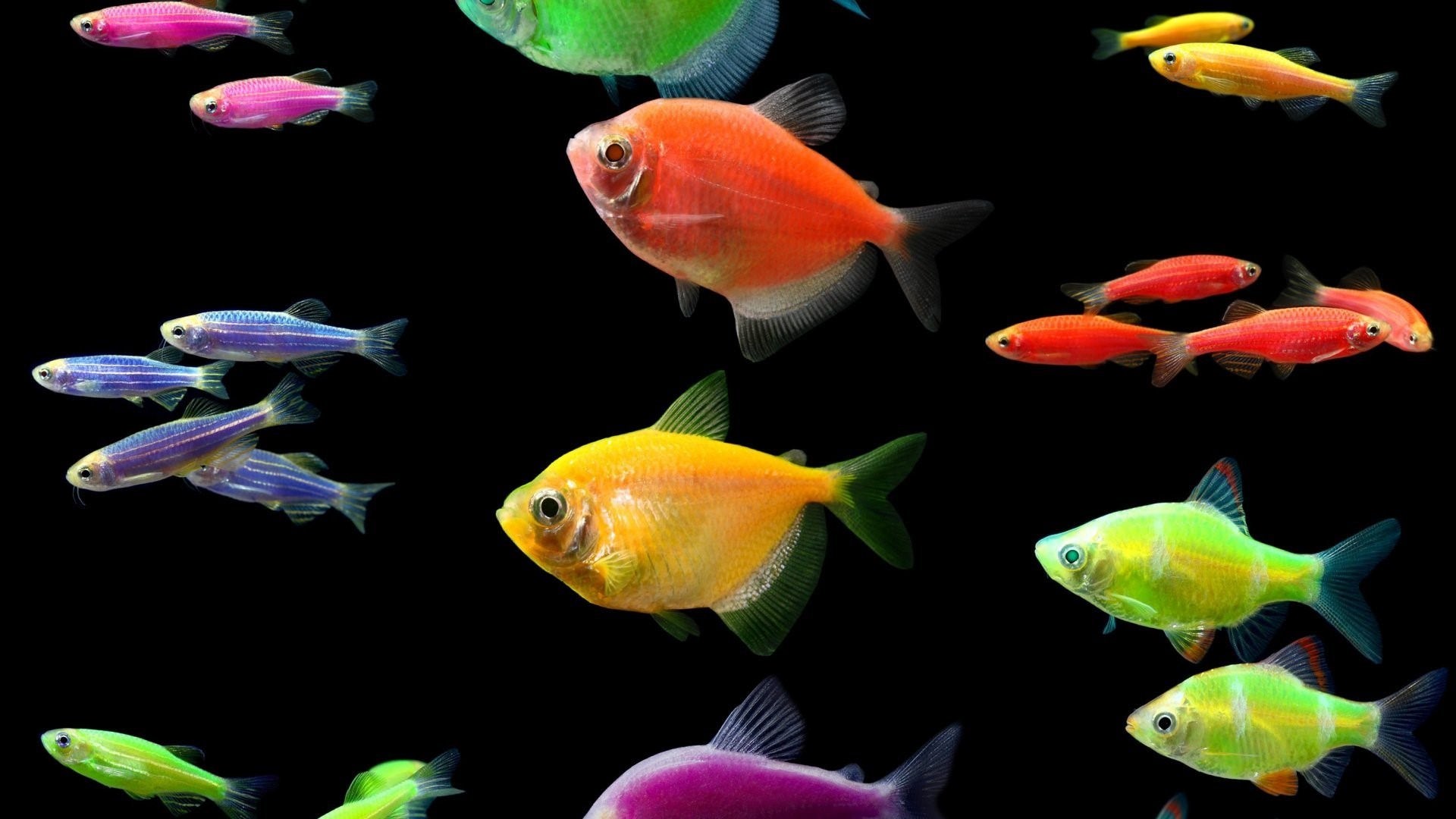 аквариумные рыбки виды таблица с фото