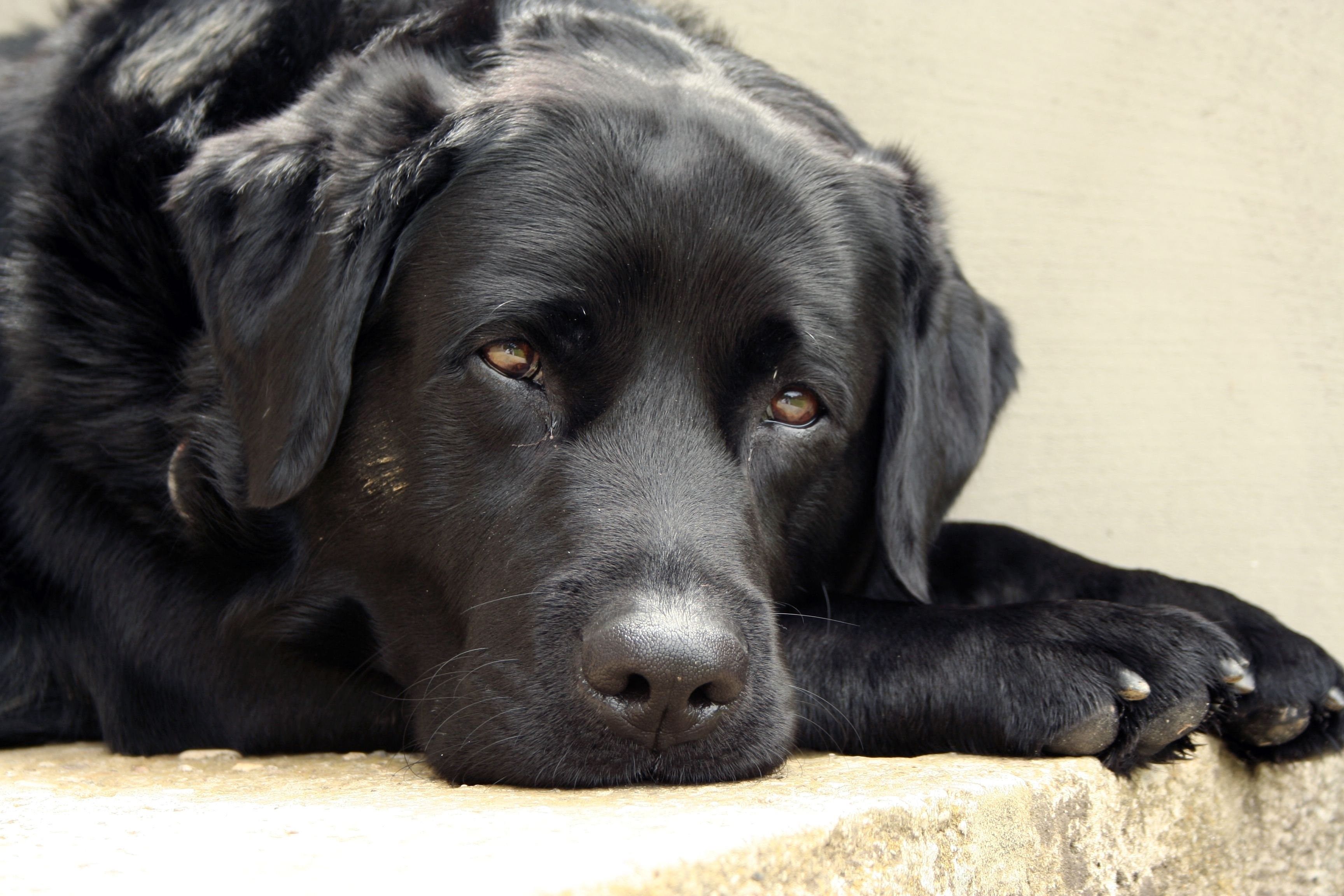 Фото лабрадора собаки взрослой черная
