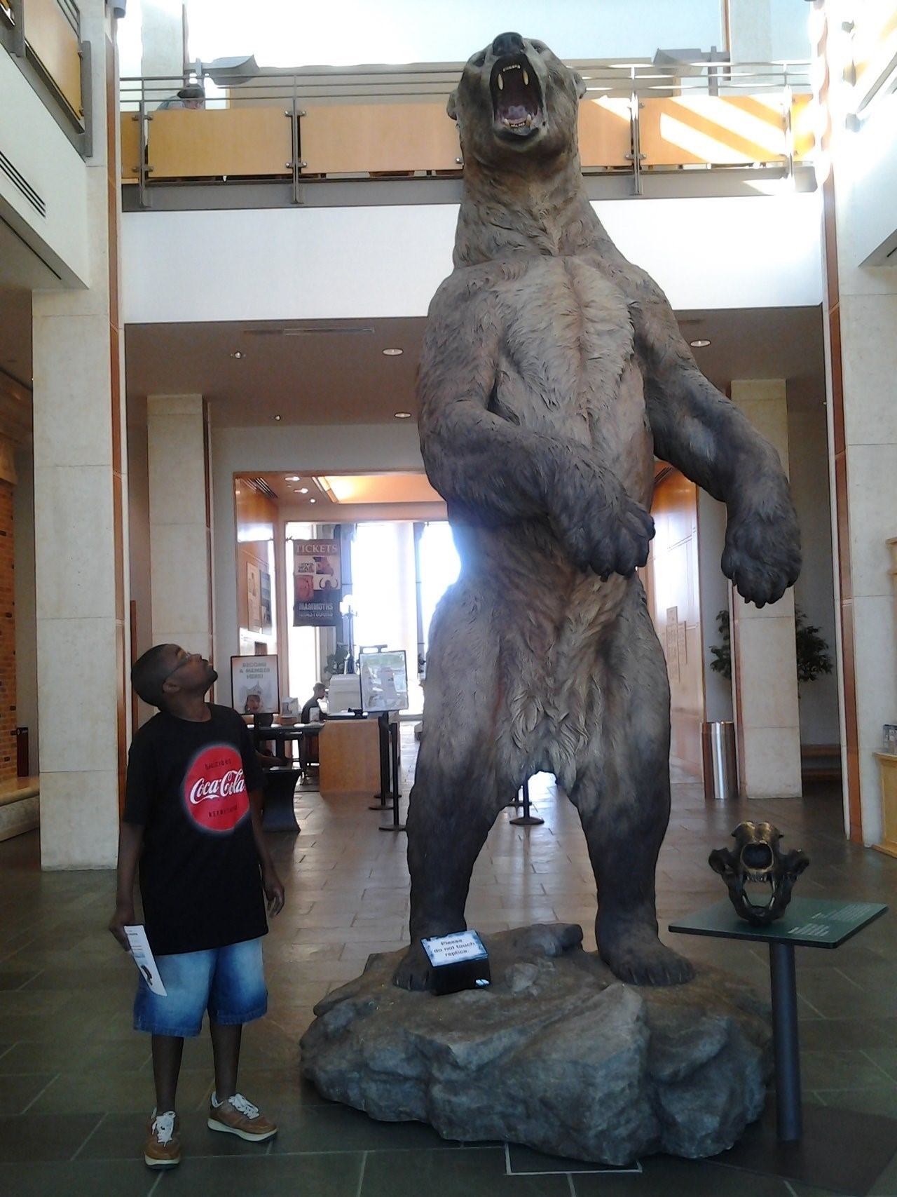гигантские медведи фото