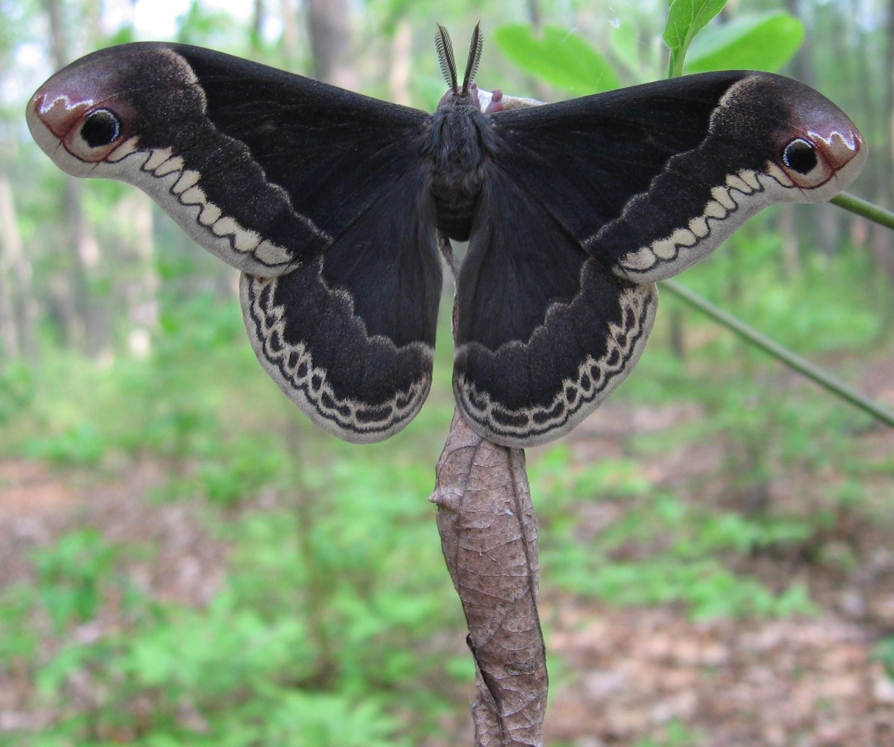 Черные ночные бабочки. Шелкопряд Гарпия гусеница. Мотылек Hawk Moth. Индийский шелкопряд бабочка. Индийский шелкопряд ночная бабочка.