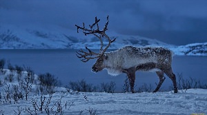 Олени на севере