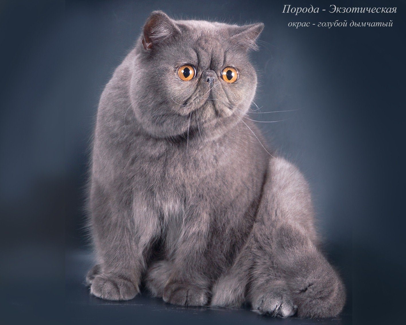 Породы кошек британские с фотографиями и названиями