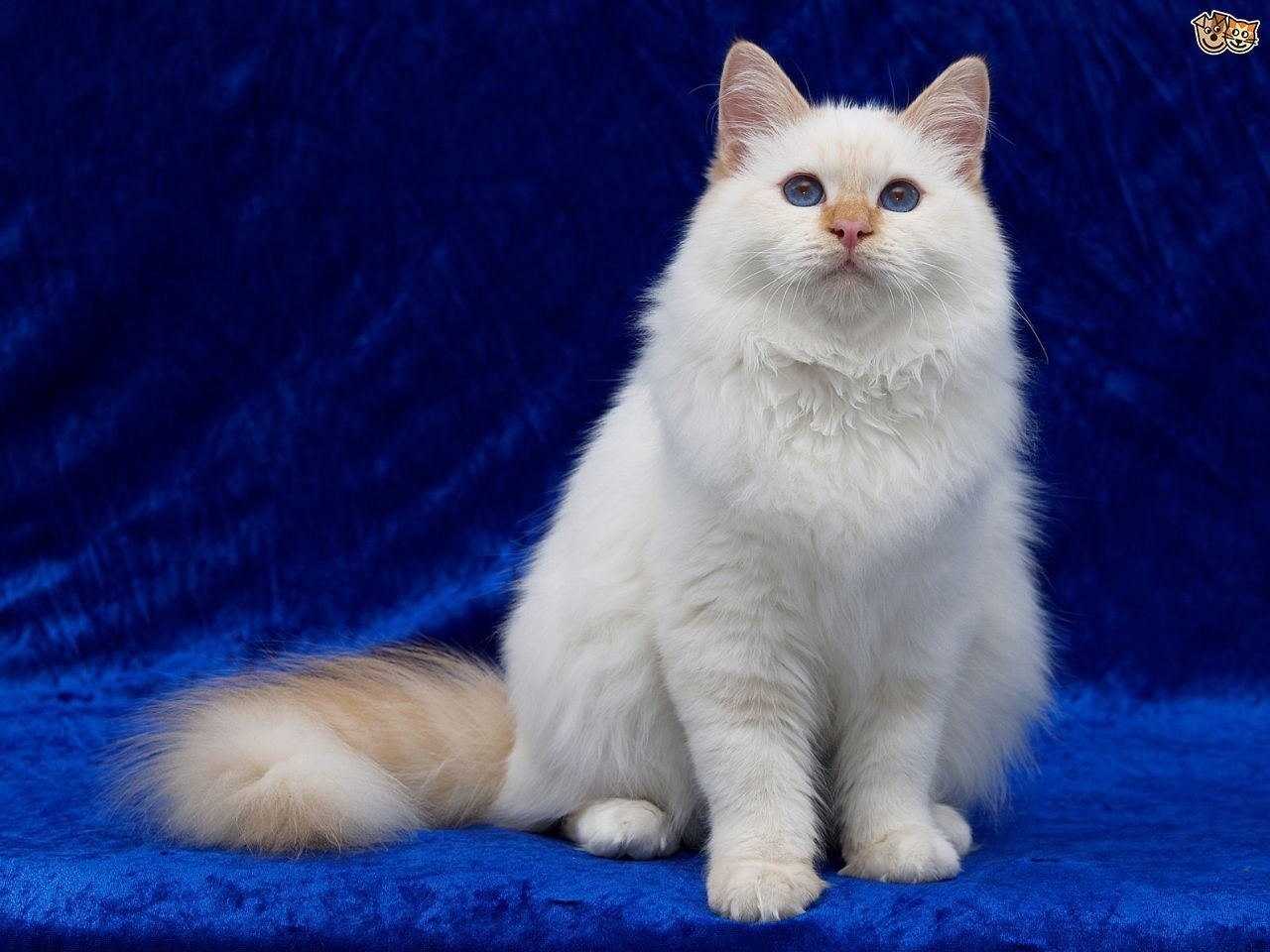 Фото кошек порода турецкая порода