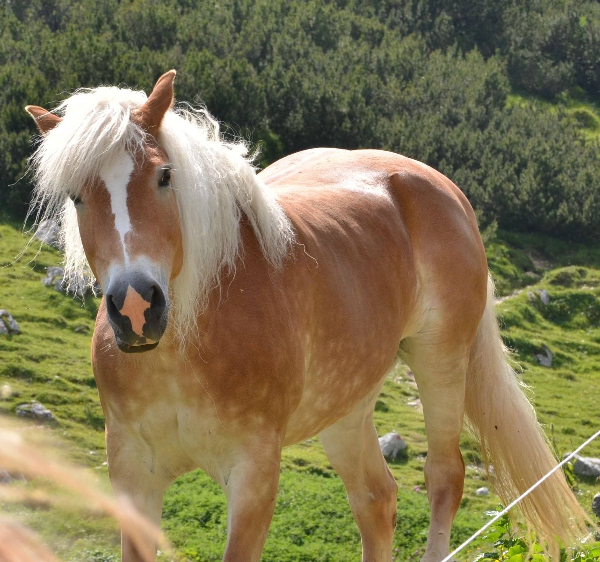 Лошадки настоящие. Пони породы Хафлингер. Пони настоящие. Лошади и пони. Шетлендский пони.