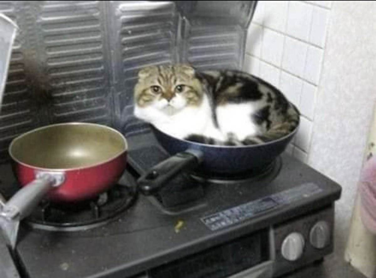 Cooking cat. Кот в сковороде. Котенок на сковородке. Кот сидит в сковородке. Кот в кастрюле.