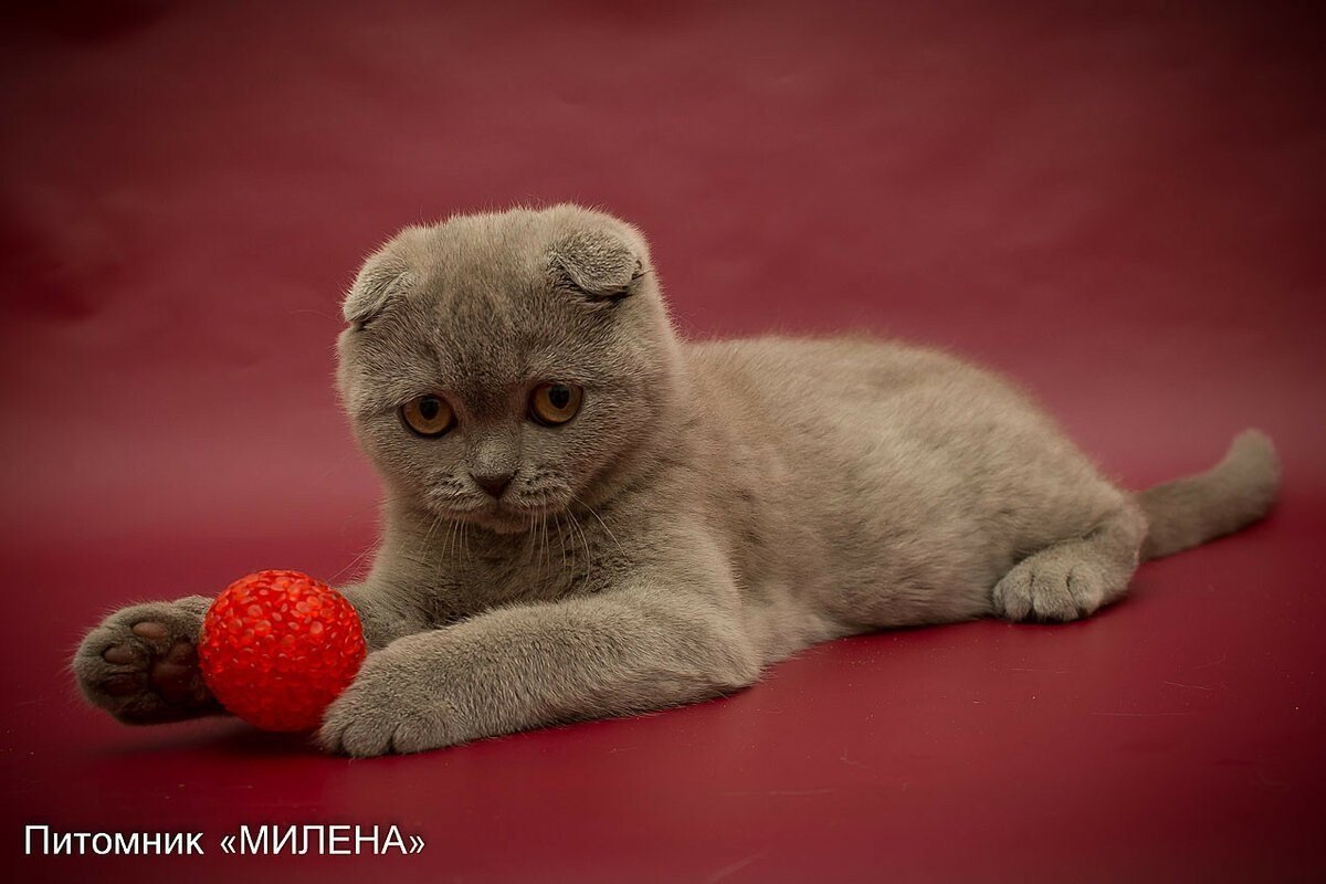 Цвет шотландских кошек фото и название