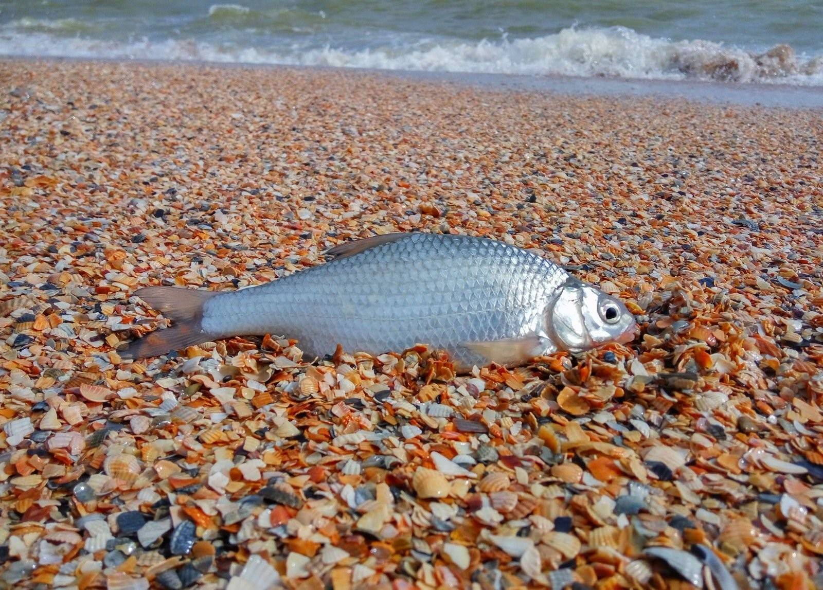 промысловые рыбы черного моря названия