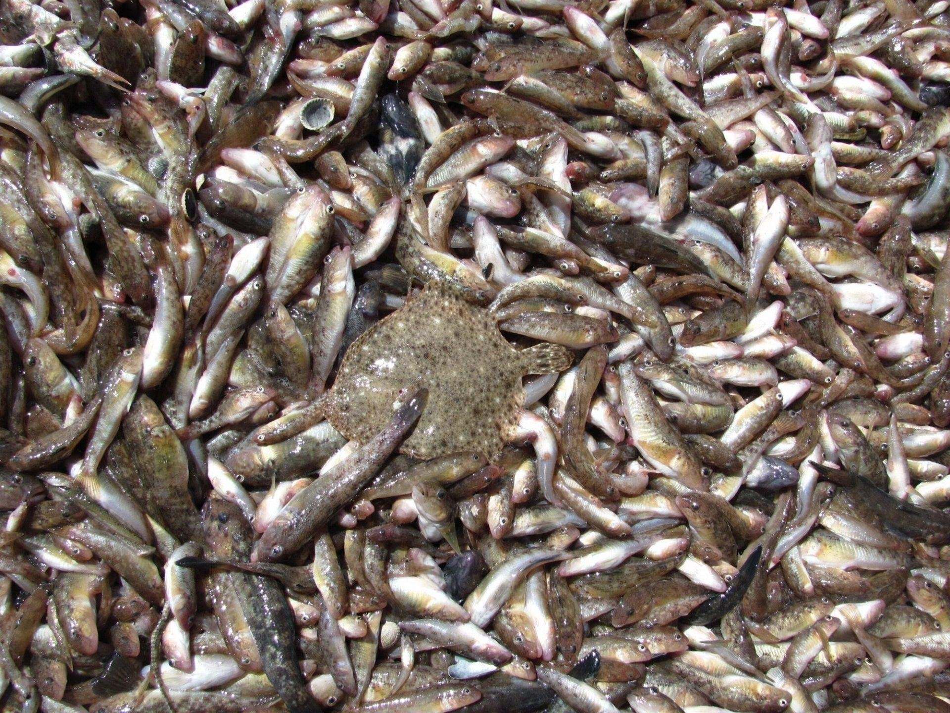 все виды рыб азовского моря