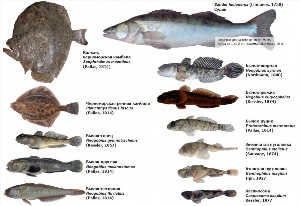 Промысловые рыбы азовского моря