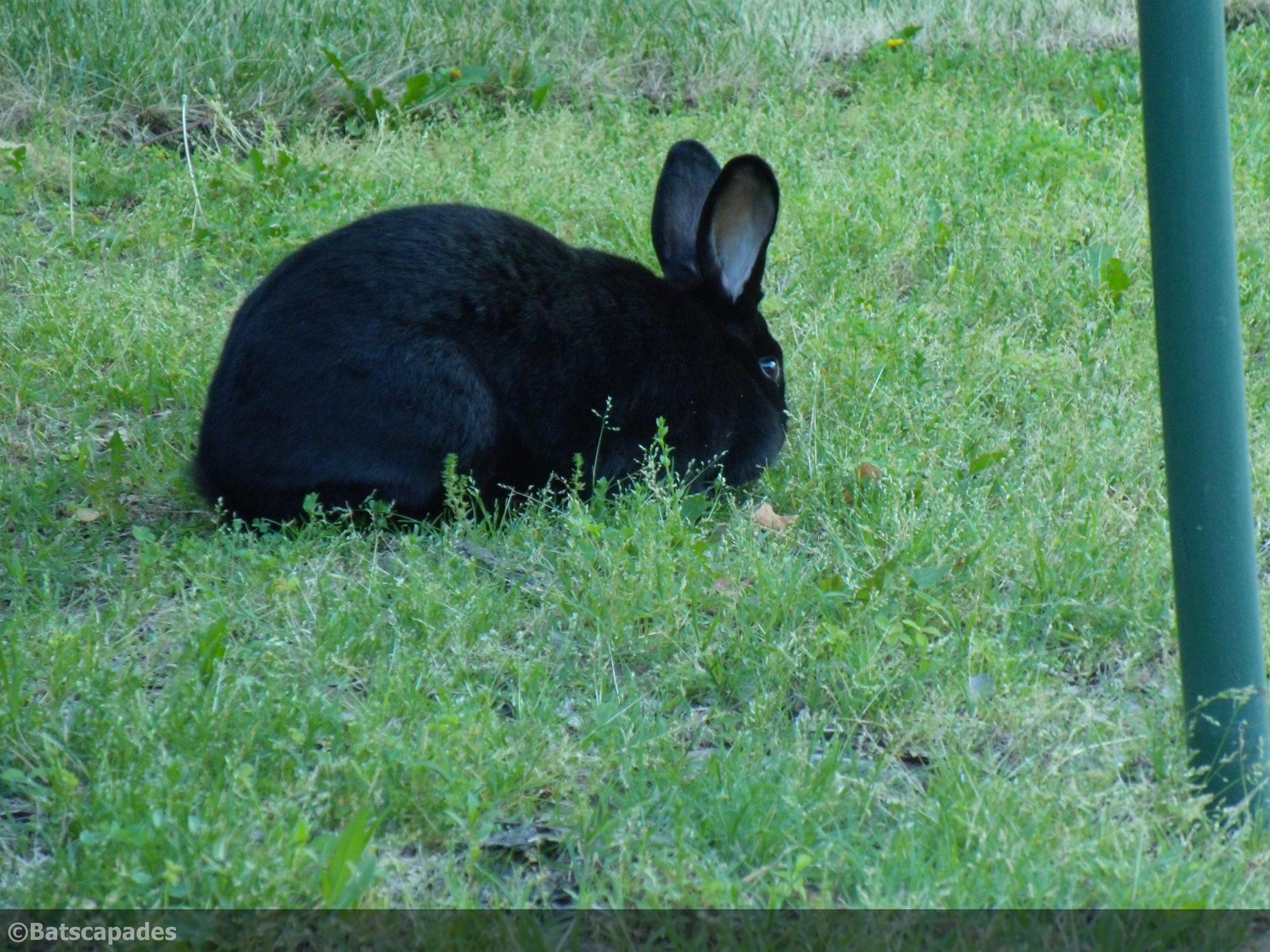 Черный кролик. Кролик черный великан. Кролик гигант черный. Черный кролик фото.