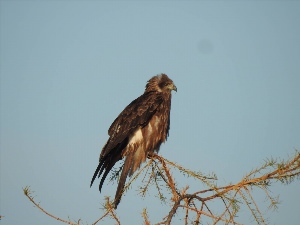 Коршун Сибирский