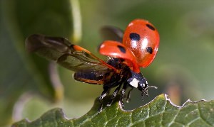 Ядовитые Божьи коровки