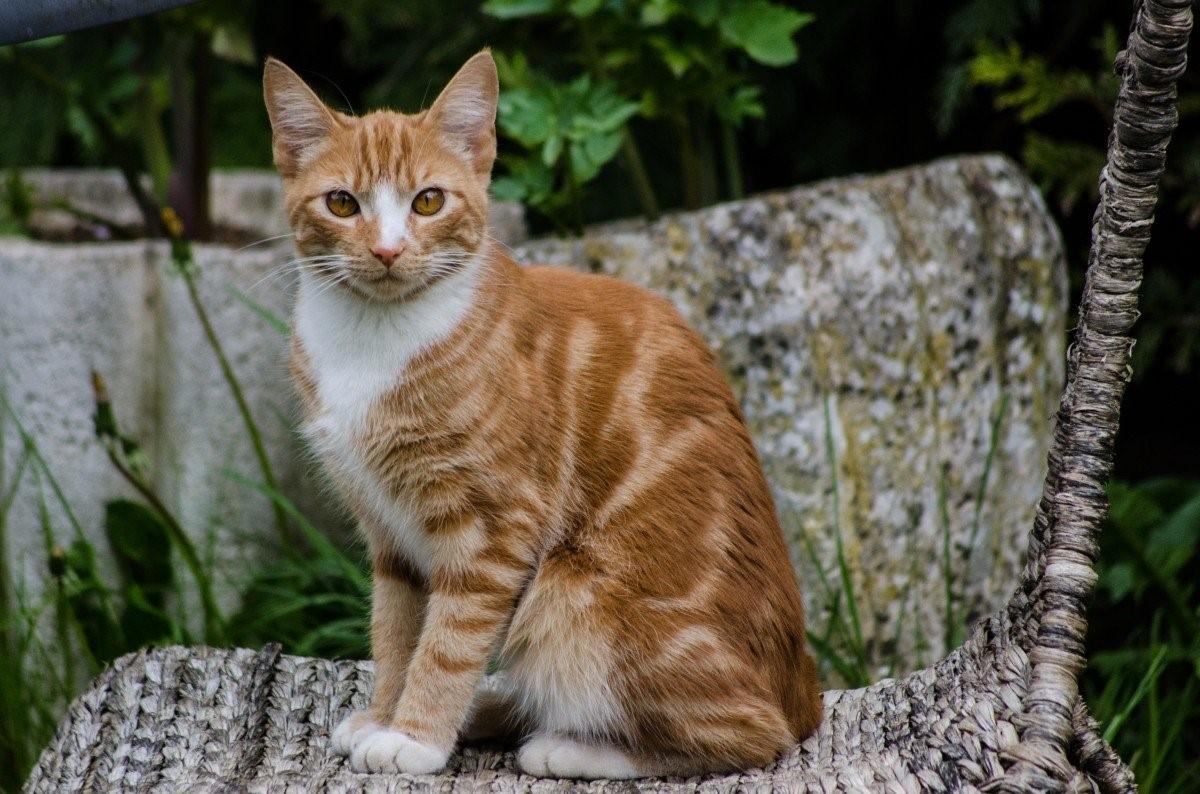 Рыжий полосатый кот фото