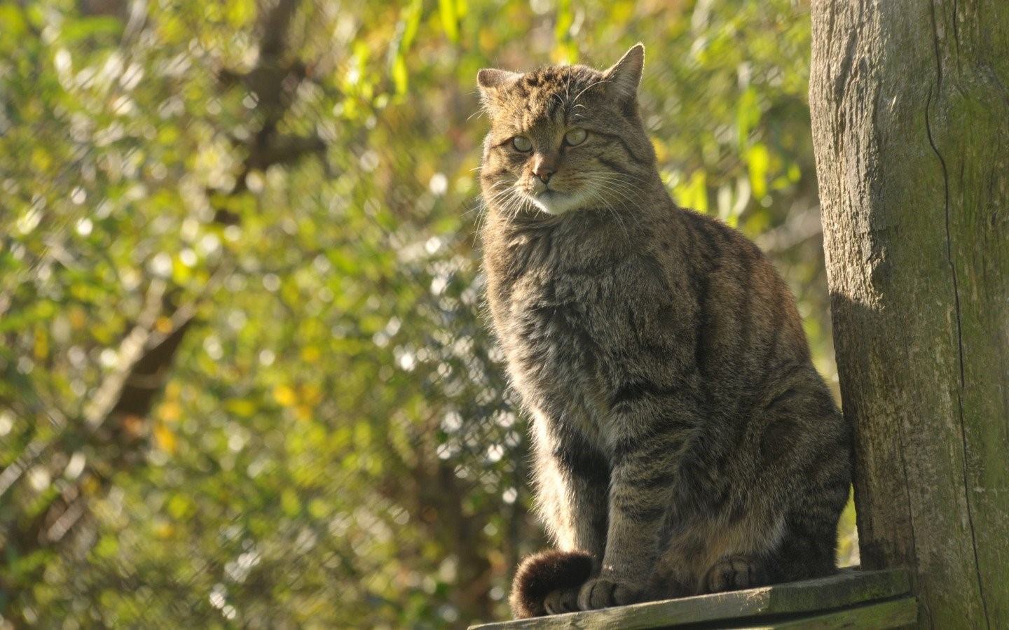 Европейская лесная кошка фото