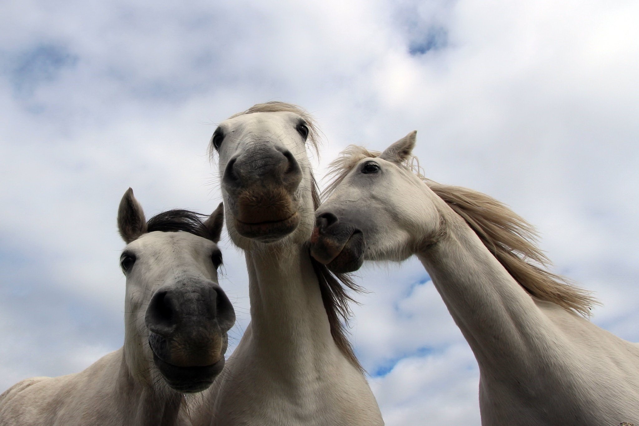 фото 3 лошадей