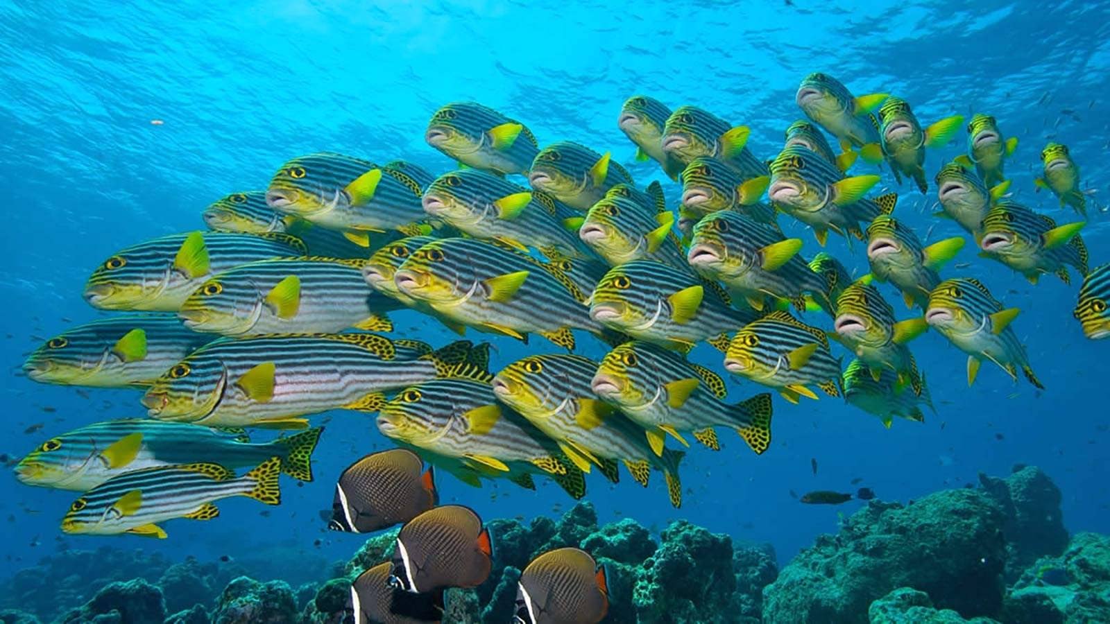 Какие рыбы плавают. Снорклинг на Мальдивах. Мальдивы снорклинг риф. Мальдивы дайвинг снорклинг. Риф Фоттейо Мальдивы.