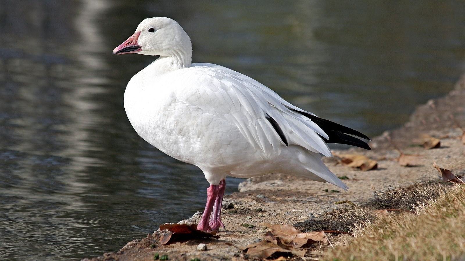 Белый Гусь (Anser caerulescens)