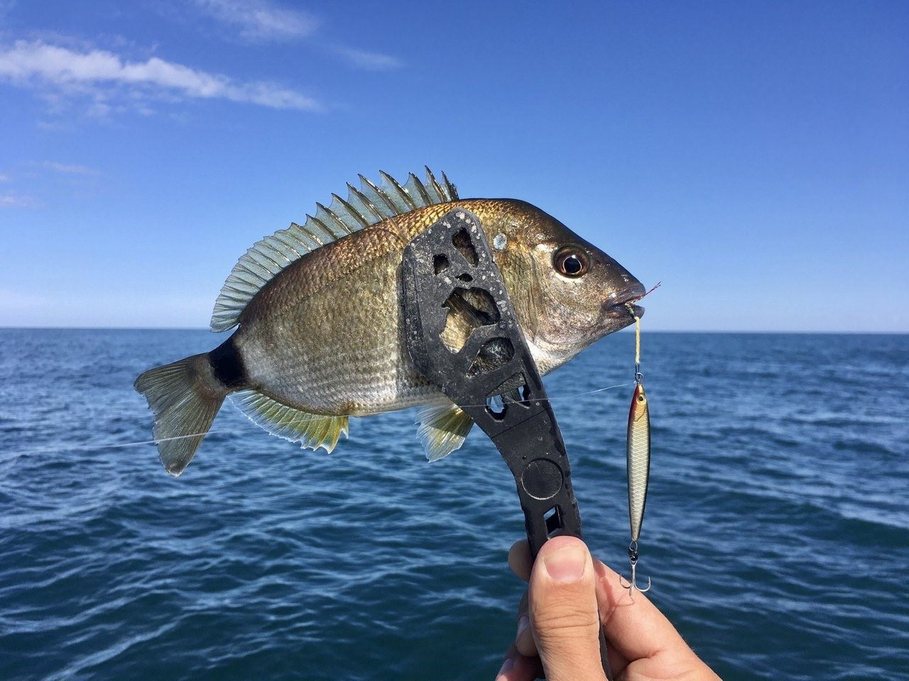 Рыбы черного моря в крыму названия и фото