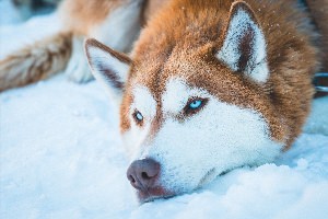 Рыжая хаски с голубыми глазами