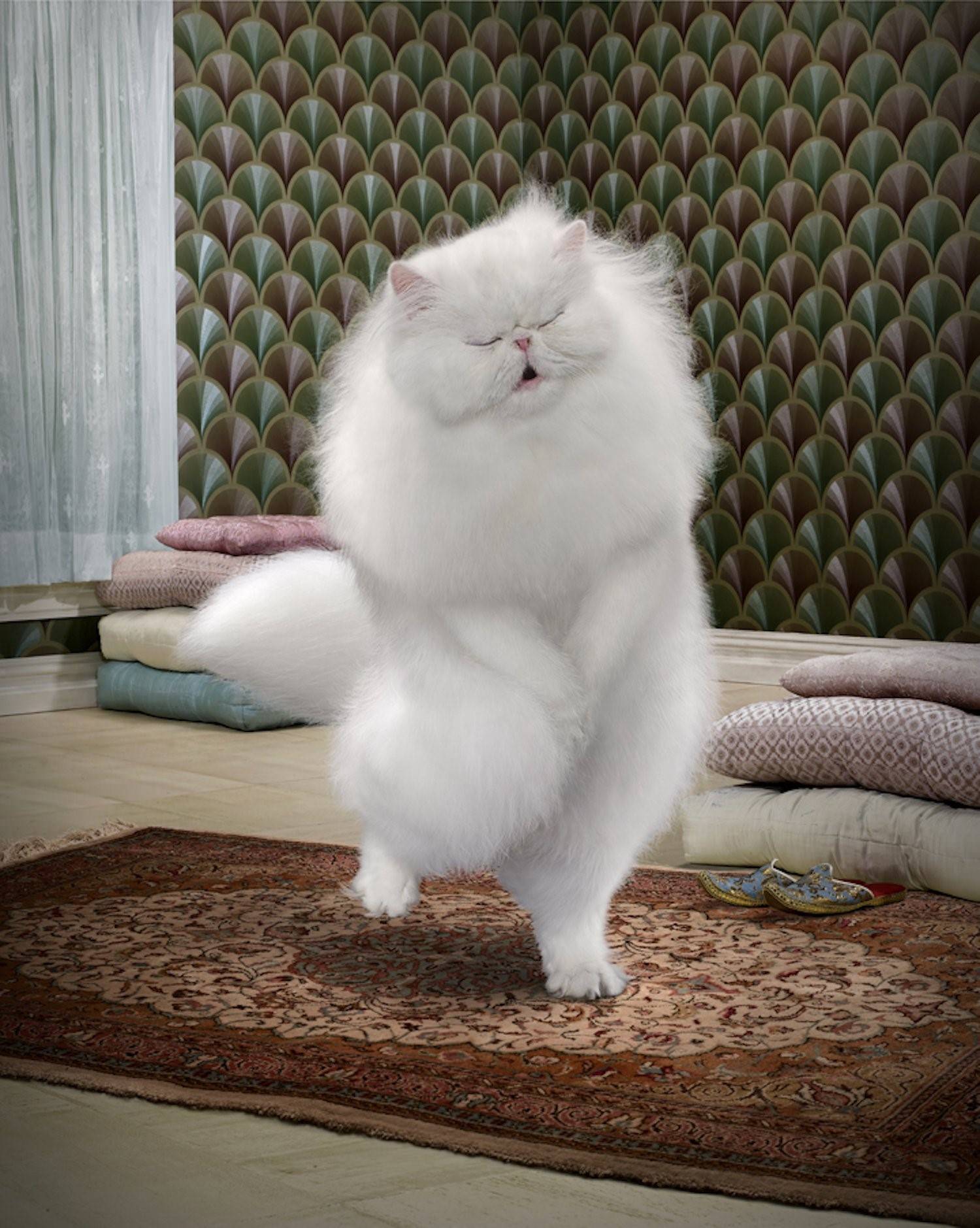 Толстый пушистый белый кот