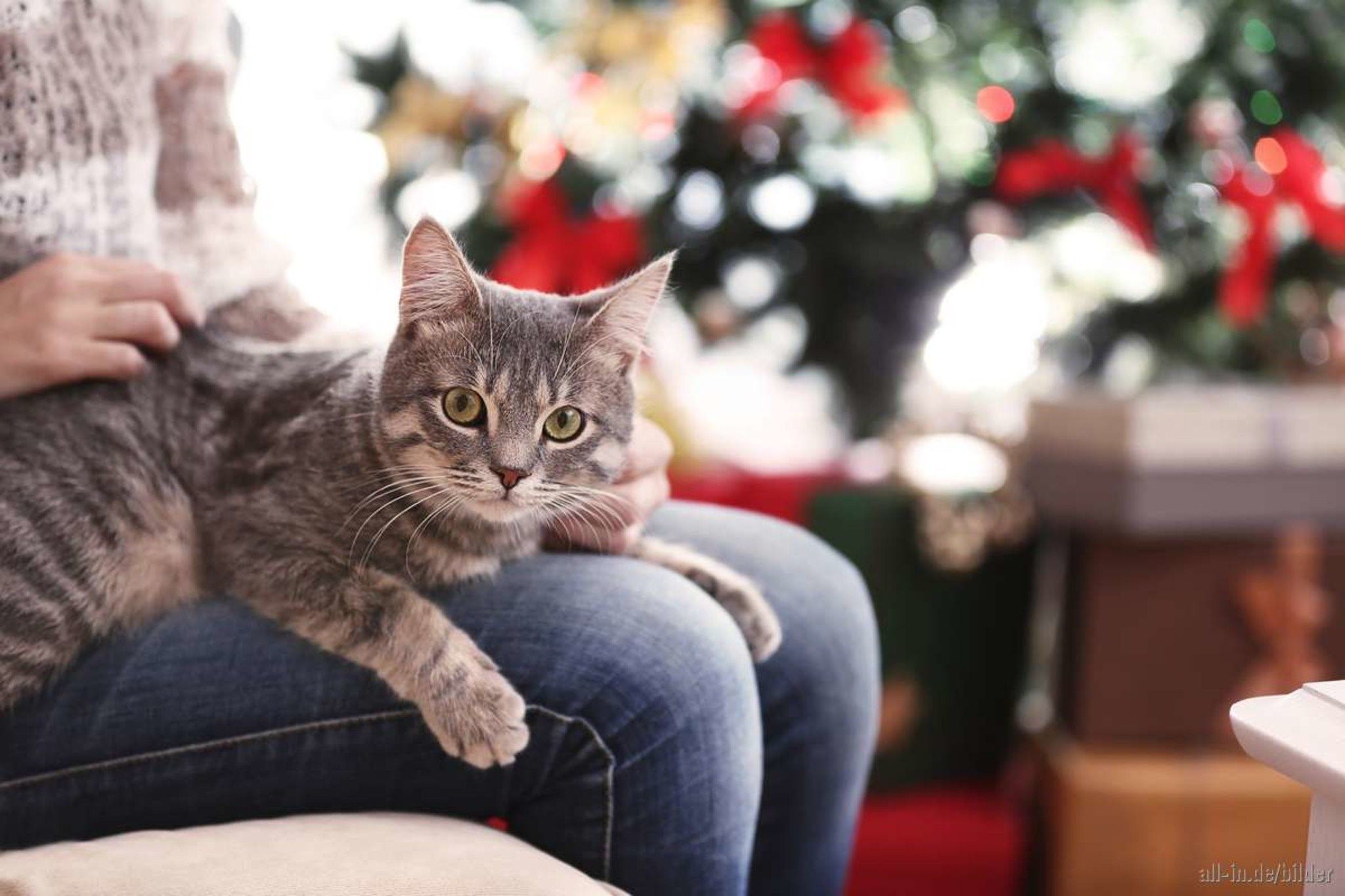 My cat new. Кот на коленках. Кошка сидит на диване. Котик на коленках. Кошка на руках.