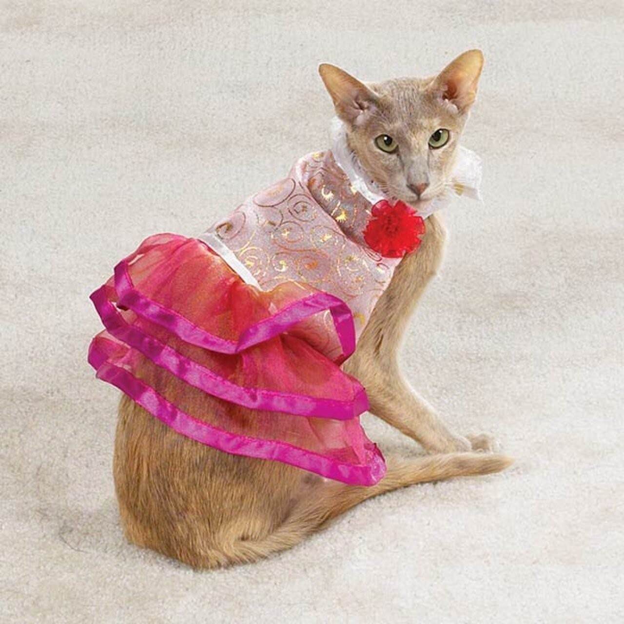 Кошечка в платье. Кошка в платье. Одежда для кошек. Костюм кошки. Нарядные платья для кошек.