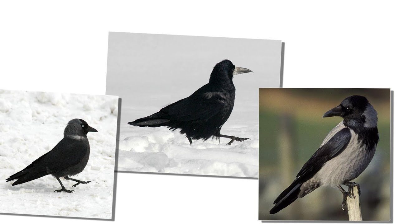 Ворона и сорока отличие фото