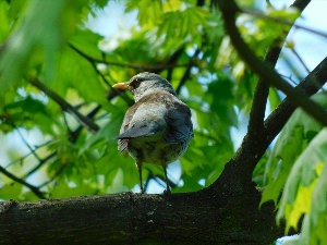 Птицы Битцевского лесопарка