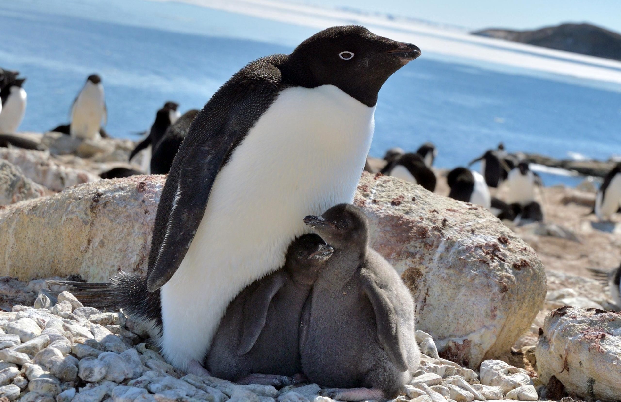 Где есть пингвины. Антарктида материк пингвины. Антарктида пингвины Адели. Пингвин Адели птенец. Императорский Пингвин и Пингвин Адели.