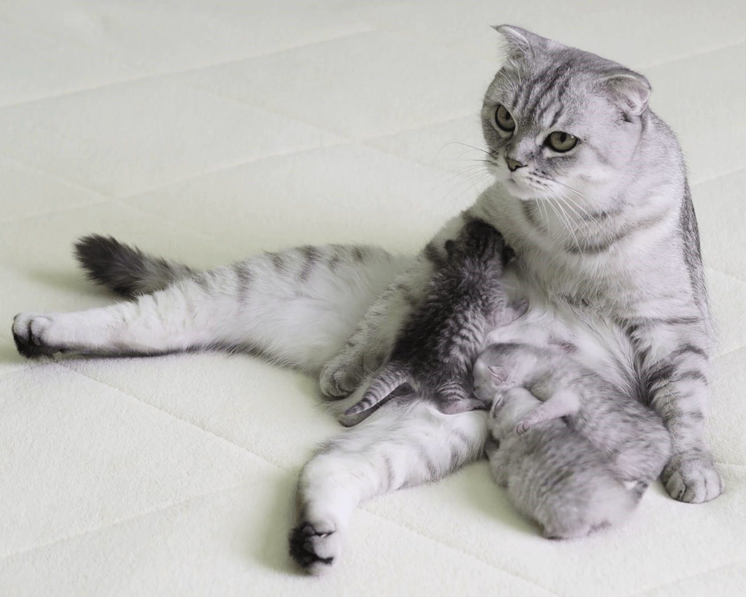 Беременные кошки Шотландские вислоухие