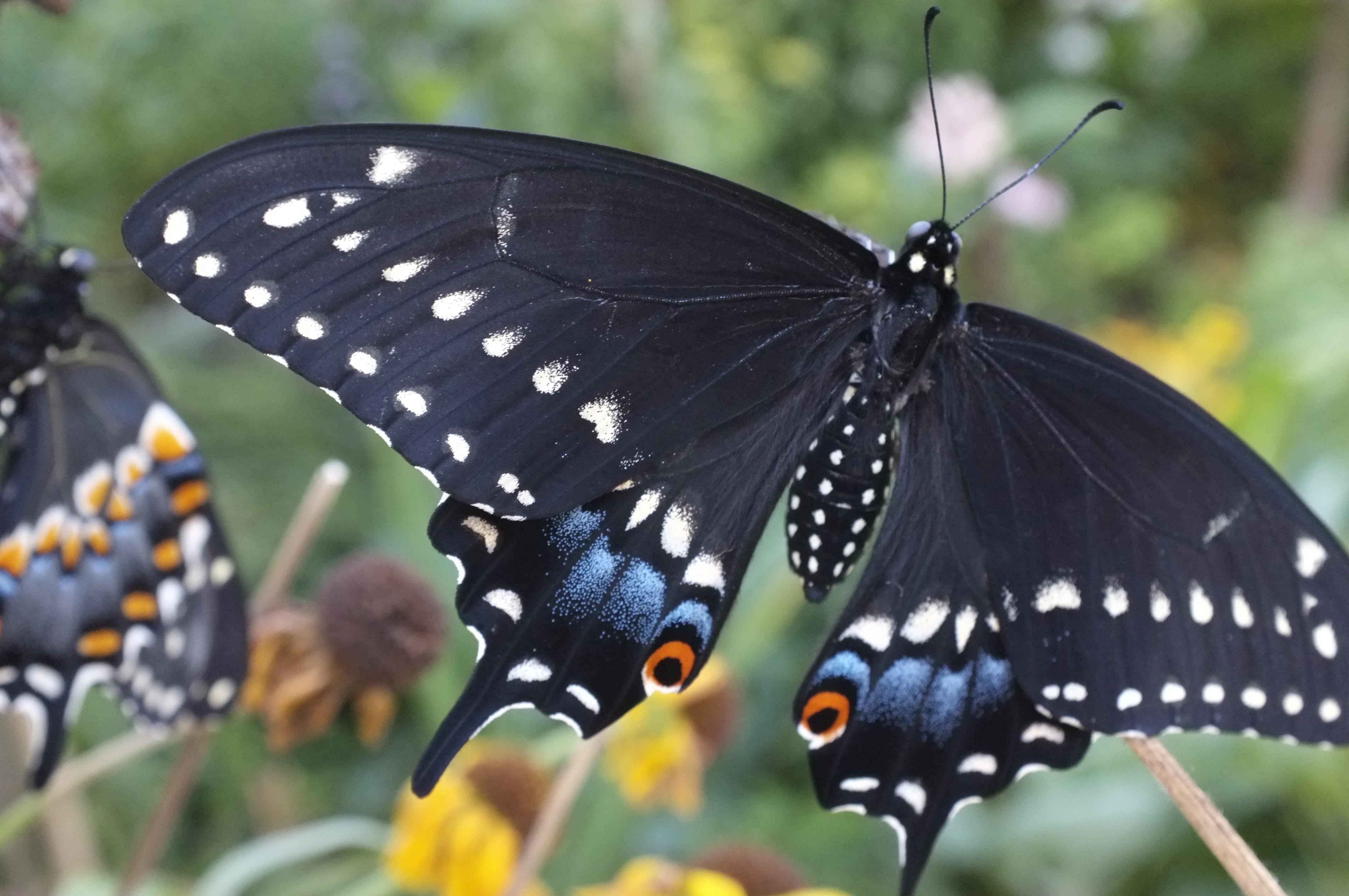 Черные бабочки. Swallowtail Butterfly бабочка. Черный Махаон (Black Swallowtail). Парусник Махаон черный. Бабочка парусник.